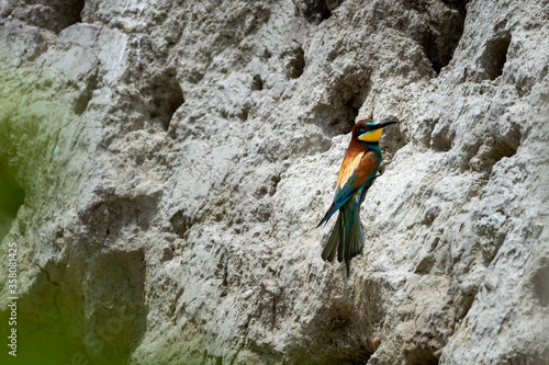 bee eater