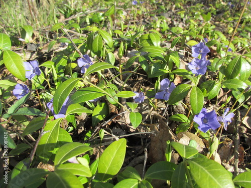 blue flowers in the forest