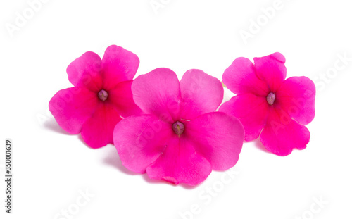 pink verbena flower isolated © ksena32