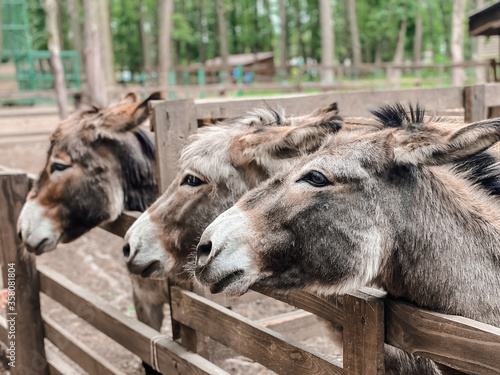 Three donkeys in the zoo look one way. Photography of animals.