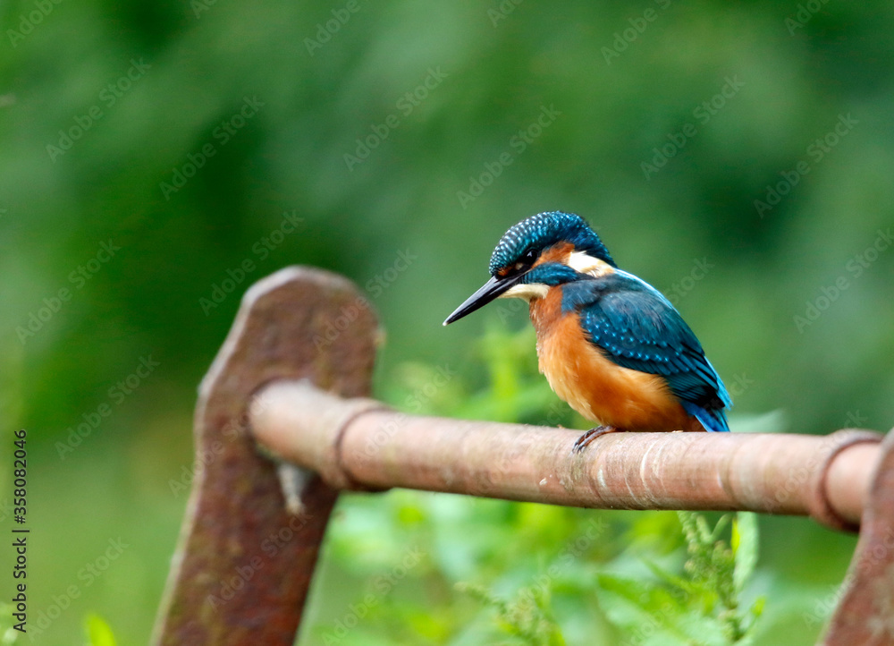 Juvenile male kingfisher fishing from rusty railings Juvenile male kingfisher fishing from rusty railings