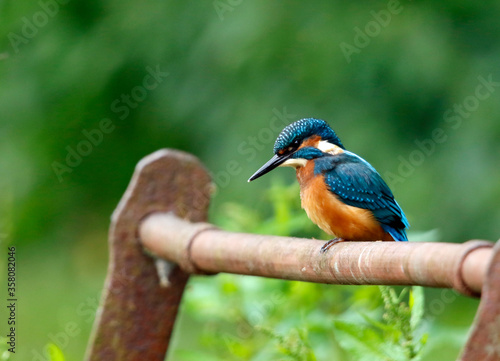 Juvenile male kingfisher fishing from rusty railings