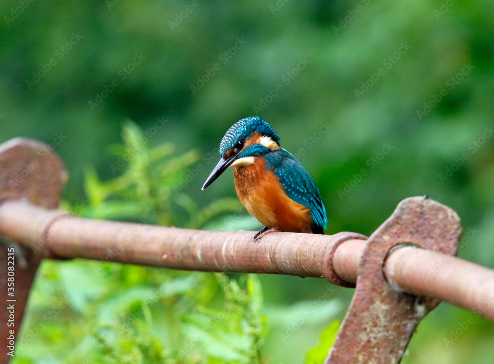 Obraz premium Juvenile male kingfisher fishing from rusty railings