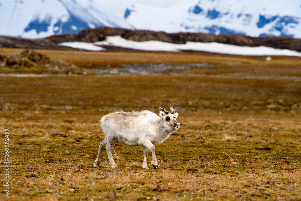 Reindeer in Spitzbergen