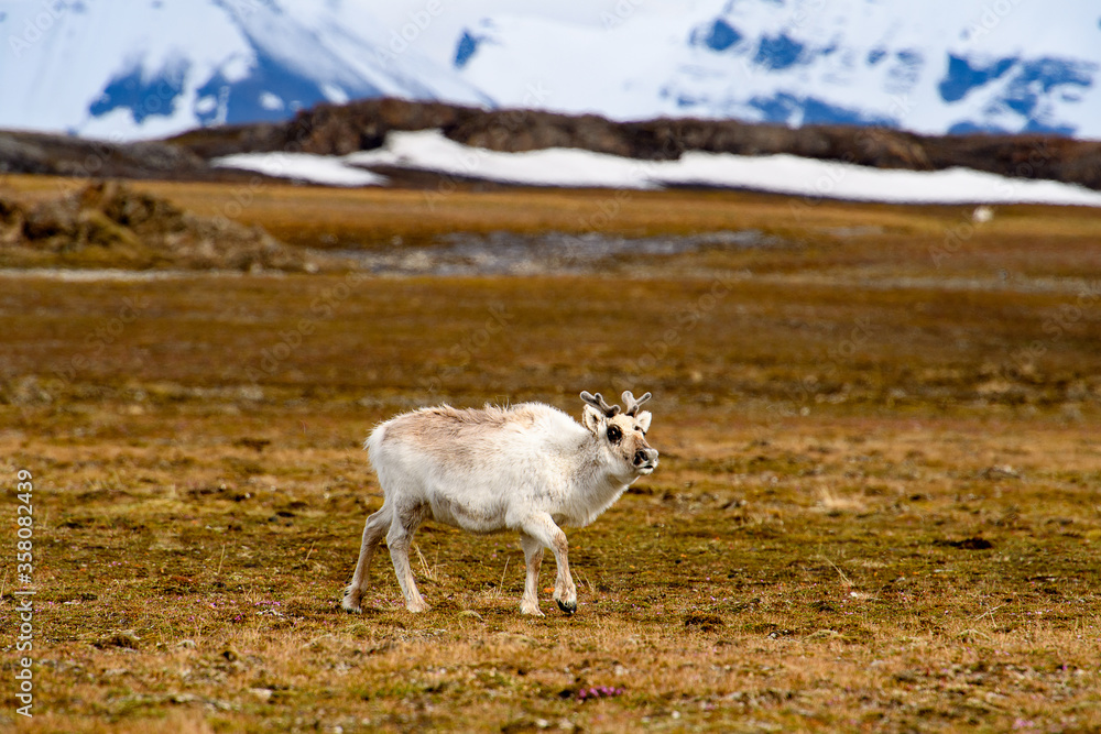Reindeer in Spitzbergen Reindeer in Spitzbergen