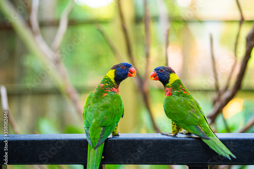 Rainbow Lorikeet parrots in a green park. Bird park, wildlife