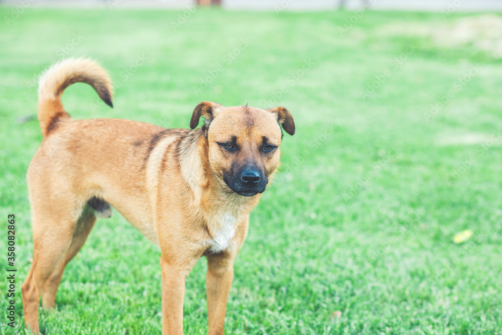 A dog stands on the grass A dog stands on the grass