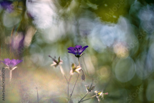 Woodland geranium (Geranium sylvaticum, wood cranesbill) © Yuri Macsimov