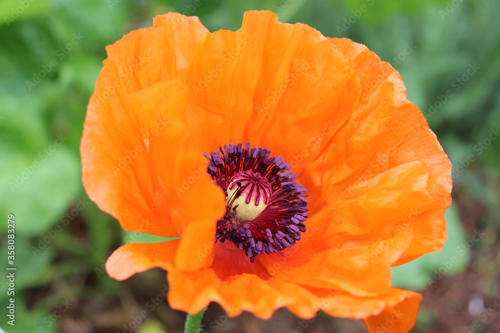 Closeup of bright orange poppy flower with ruffled petals and striking dark center Closeup of bright orange poppy flower with ruffled petals and striking dark center