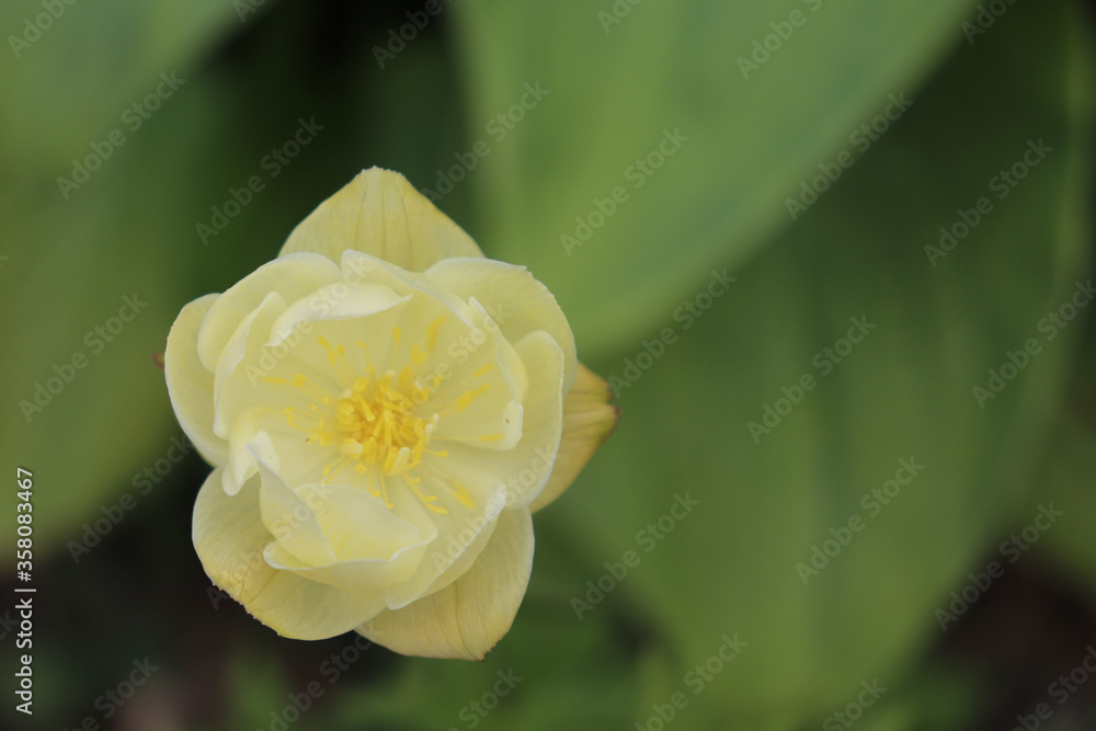 Closeup from directly above of light yellow globeflower backed by green leaves Closeup from directly above of light yellow globeflower backed by green leaves