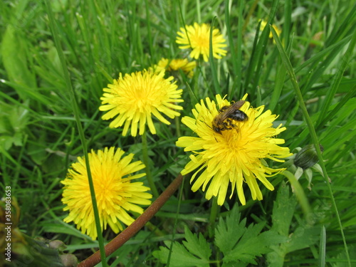 dandelions in the grass