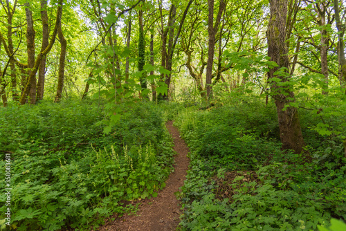 Hiking trail through bright lush green forest setting in Vancouver Washington, Pacific Northwest United States
