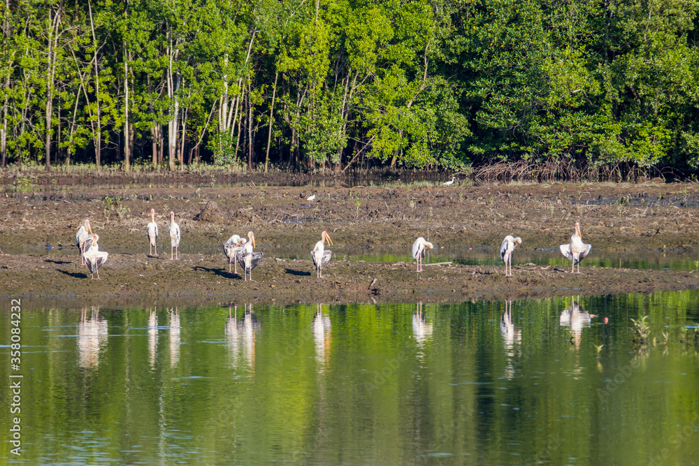 The Mangrove Forest, pond and milky stork (Mycteria cinerea) in Sungei buloh Wetland Reserve Singapore, an important stop-over point for migratory birds.