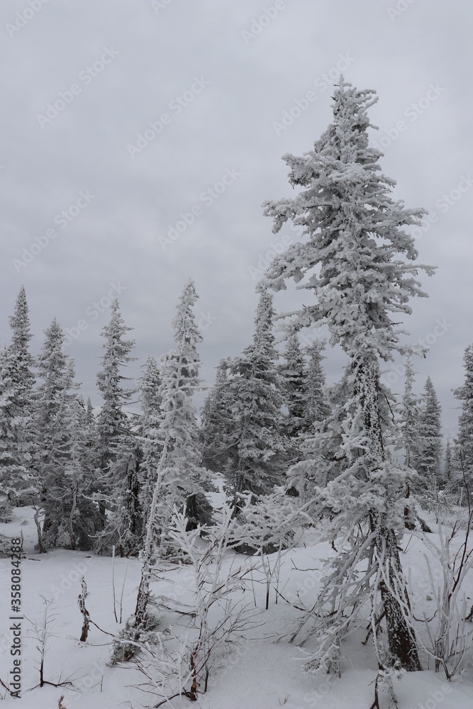Obraz premium Spruce forest covered with ice crystals on top of a mountain.