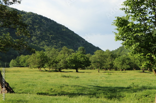trees in the mountains on the background