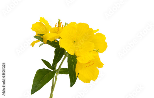 evening primrose flower isolated