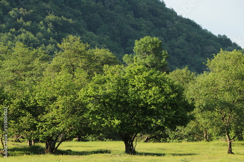 trees in the mountains on the background