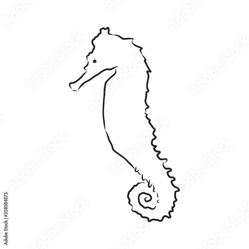 Vector illustration of a seahorse in the old-fashioned style and line-art style. seahorse  vector sketch illustration