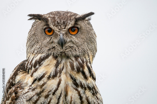 Portrait of a beautiful Eurasian Eagle owl (Bubo bubo). White background. 