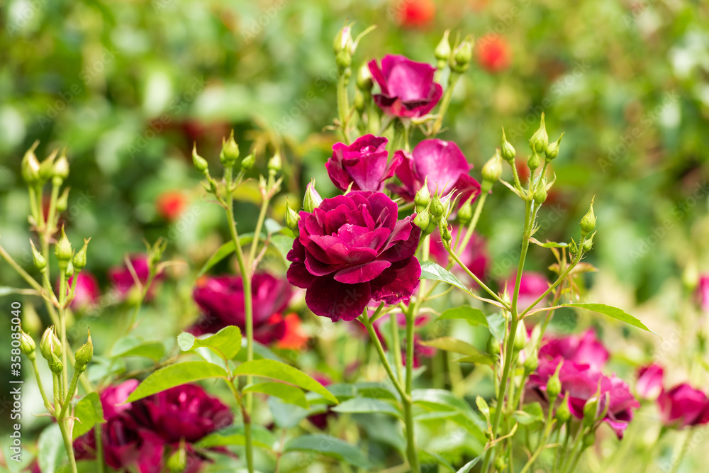 薔薇 薔薇