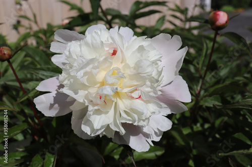 White peony with striking accents of yellow and red among the numerous ruffled petals