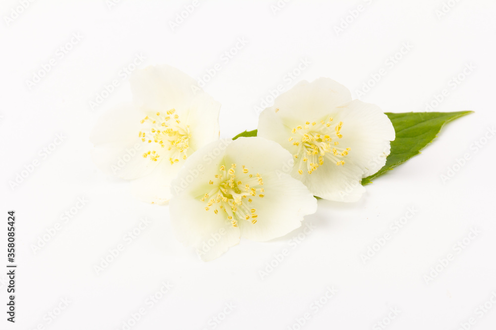 Obraz premium Blooming Jasmine flowers isolated on white background, close up