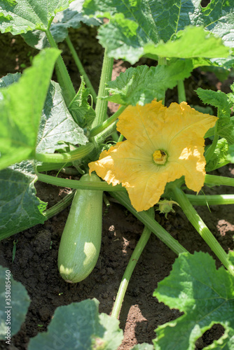 Young flowering zucchini plant in a vegetable garden