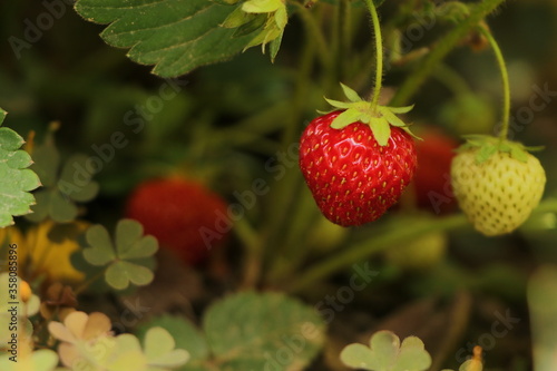 juicy and ripe strawberries in the garden