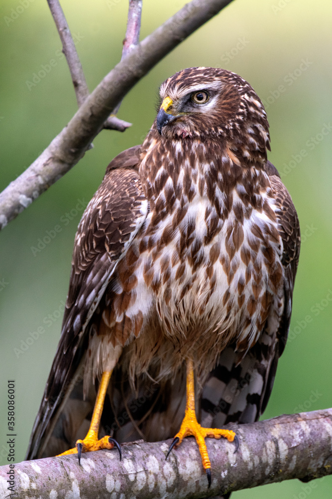 Obraz premium Wild Female Harrier Hawk on a perch