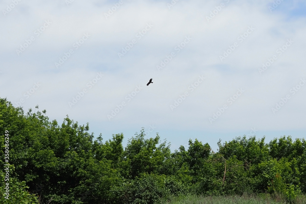 Bald eagle looking and flying straight toward the camera, against trees and a blue sky. Bald eagle looking and flying straight toward the camera, against trees and a blue sky.