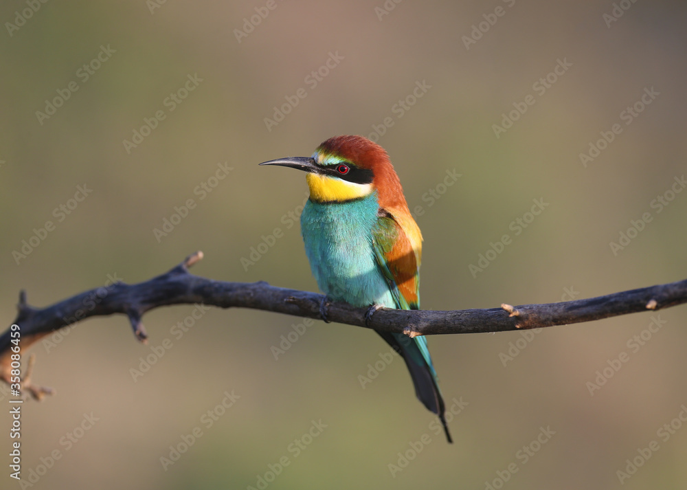 Solitary and pairs of bee-eater in breeding plumage are shot very close-up on branches in soft morning light and against a beautifully blurred background. Solitary and pairs of bee-eater in breeding plumage are shot very close-up on branches in soft morning light and against a beautifully blurred background.