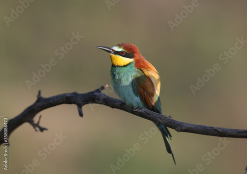 Solitary and pairs of bee-eater in breeding plumage are shot very close-up on branches in soft morning light and against a beautifully blurred background.