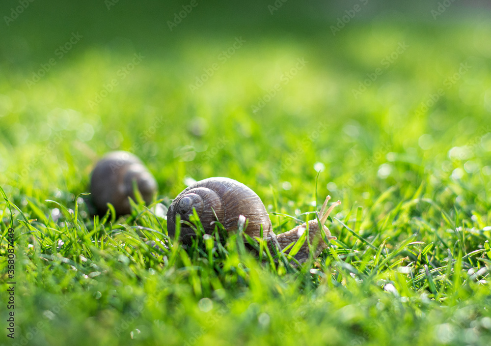 Two snails crawling on green grass in the garden Two snails crawling on green grass in the garden