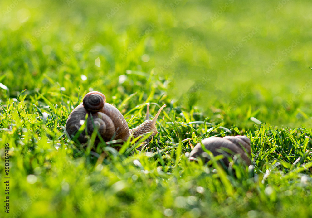 Two snails crawling on green grass in the garden Two snails crawling on green grass in the garden