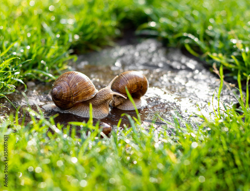 Two snails crawling on green grass in the garden