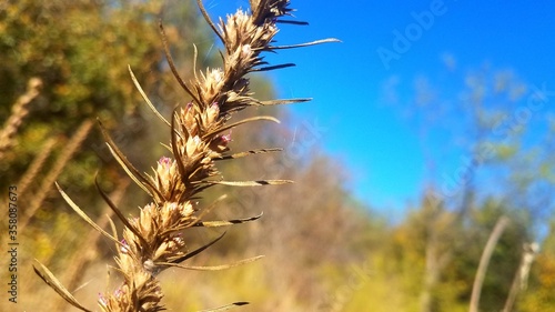 golden wheat field in summer