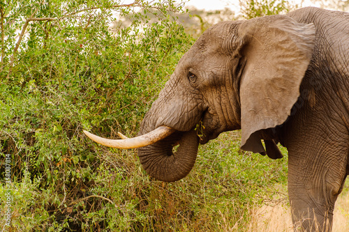 It s African elephant eats from the tree