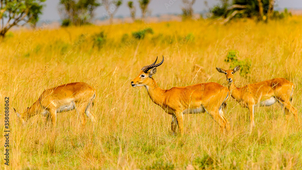 Fototapeta premium It's Antelope in Uganda, Africa