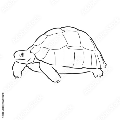 Graphical tortoise isolated on white background,vector illustration, tattoo animal . turtle, vector sketch illustration