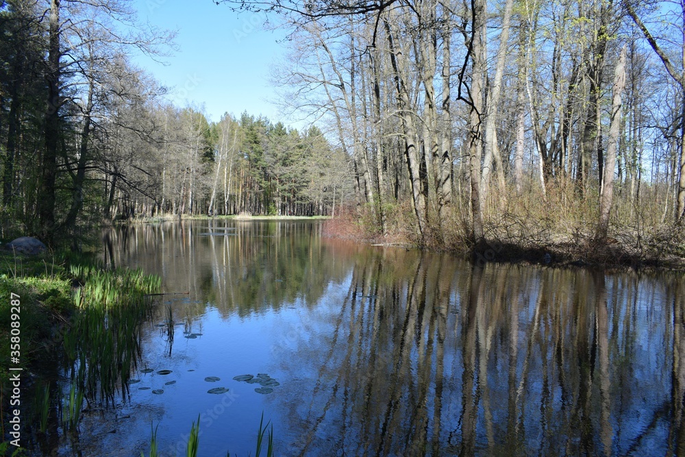 reflection of trees in the water reflection of trees in the water