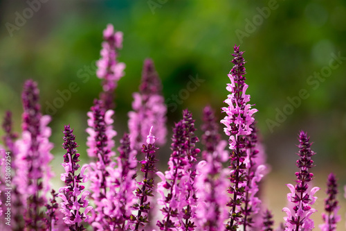 Pink Salvia Flowers