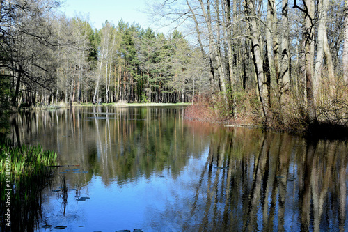 reflection of trees in the water photo