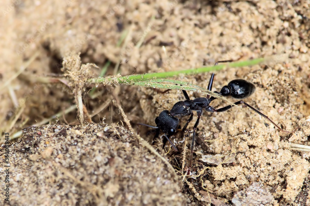 Black Bull Ant (Myrmecia pyriformis) major worker repairing nest entrance, South Australia Black Bull Ant (Myrmecia pyriformis) major worker repairing nest entrance, South Australia