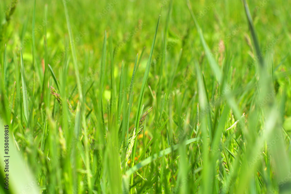 Green grass partially in defocus. Green grass close-up. Green grass partially in defocus. Green grass close-up.