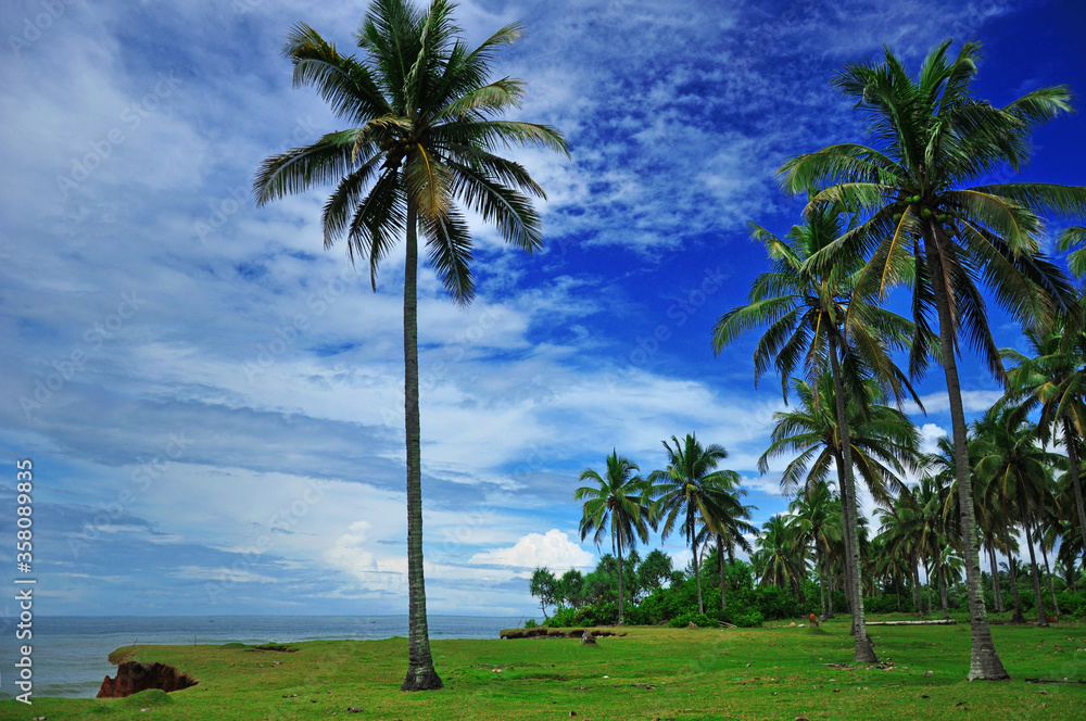 Coconut tree in tropical island