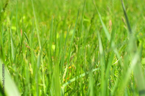 Green grass partially in defocus. Green grass close-up. 