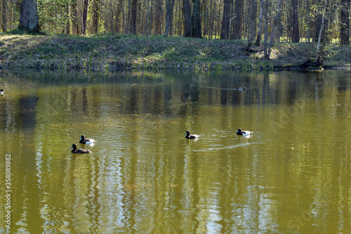 ducks on the lake