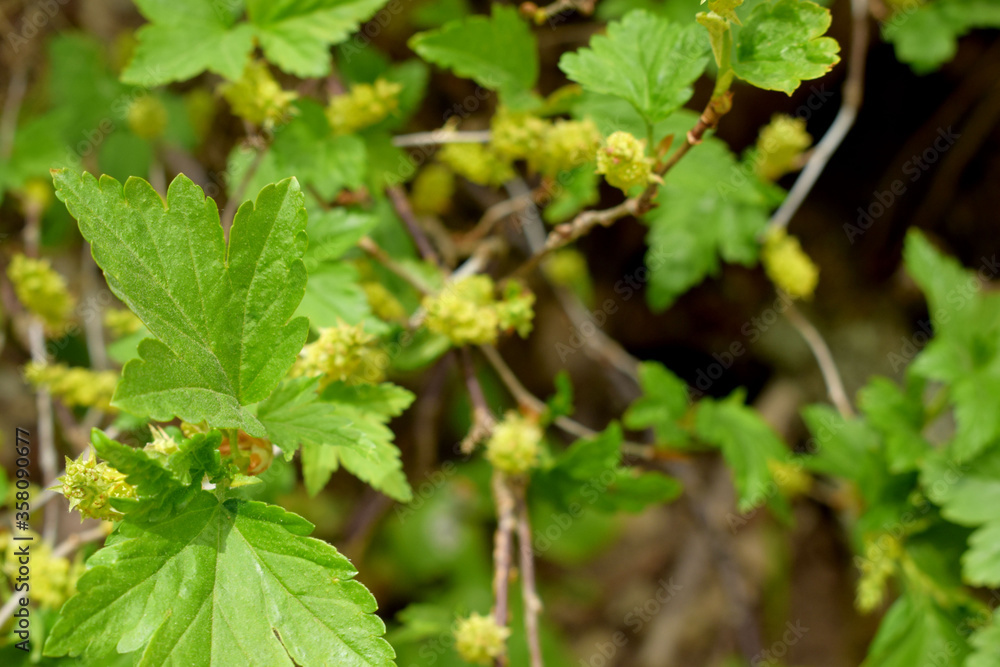 green grape leaves green grape leaves