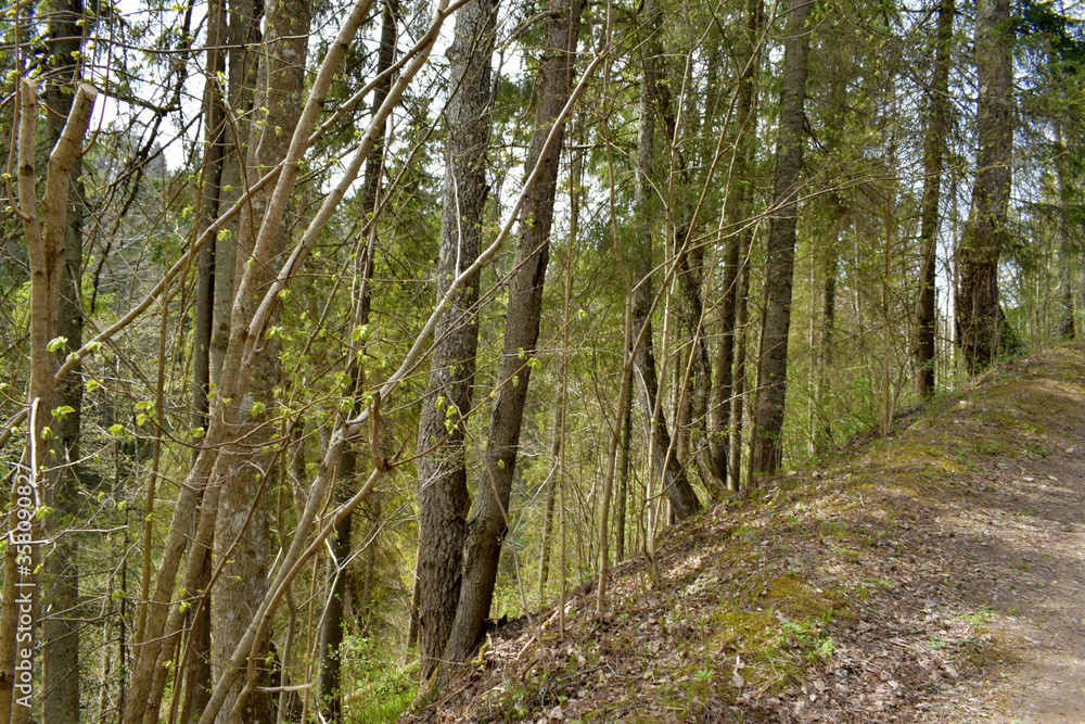 Obraz premium footpath in the forest