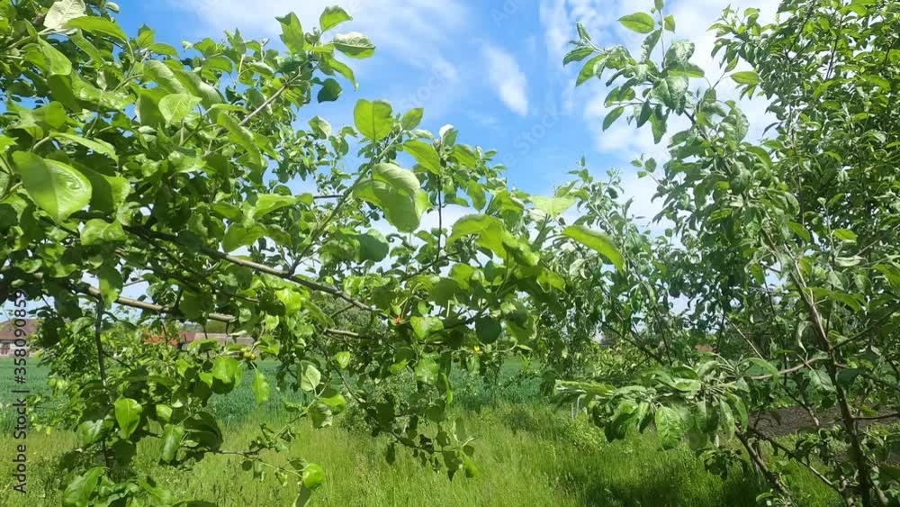 An apple tree without fruit because of early frosts An apple tree without fruit because of early frosts